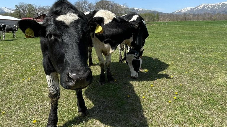 北海道お取り寄せ_自宅で楽しむ人気グルメ特集