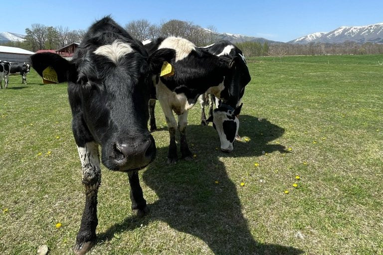 北海道お取り寄せ＿自宅で楽しむ人気グルメ特集